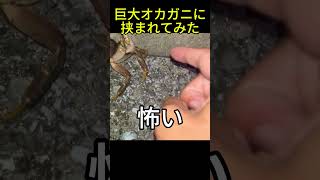 やんばるの林道にいた巨大なオカガニに指を挟まれてみたい #いきもの #生物 #生き物 #危険生物 #沖縄固有種 #自然 #沖縄YouTuber #北部 #ミナミオカガニ