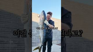 25kg 초대형 부시리를 200도 끓는 기름에 튀겼는데 맛이?