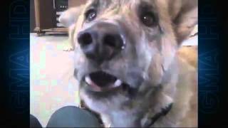 'Ultimate Dog Tease' Video Becomes Viral Sensation