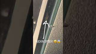 Spiders give me the Heebee Jeebees!