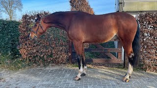 Sold 🇨🇦Hunter - Equitation 6yo BWP gelding