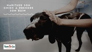 Comment habituer son chien à être lavé ?