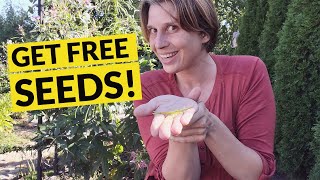 How to Harvest Cleome Seeds - Collect Spider Flower Seeds