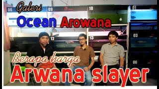 Galeri Ocean Arowana # Arwana SR  Slayer harga nya... Ampuun dah..