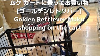 ムク カートに乗ってお買い物 [ゴールデンレトリバー] Golden Retriever Muku shopping on the cart