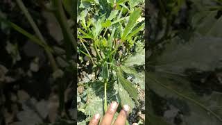 PUSHPA BHINDA OKRA KENA SEEDS VEGETABLE SEEDS 6353379653