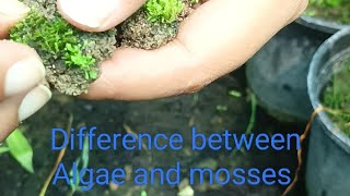 Difference between Algae \u0026 Mosses