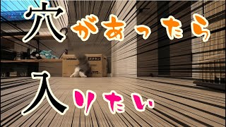 上手く穴に入れない子猫…【サイベリアンのラフィ11】