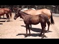 rancholarosa. potranca negra de la pavita i