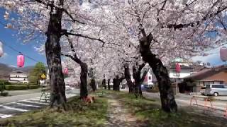 満開の大宮通り桜並木