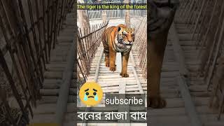 The tiger is the king of the forest.বনের রাজা বাঘ #shorts