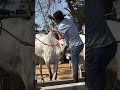 beautiful hallikar bulls getting ready for cattle fair halikar hallikarbulls cattlefair