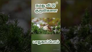 Sittukuruvi|sparrow bird|world house sparrow day|சிட்டு குருவி|உலகசிட்டுகுறுவிதினம்|