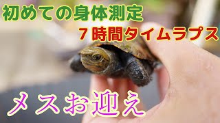 [屋外飼育]ニホンイシガメ飼育場の一日（タイムラプス）＆身体測定結果＆メスお迎え