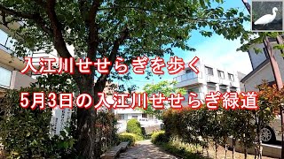 入江川せせらぎ緑道を歩く　5月3日の入江川せせらぎ緑道