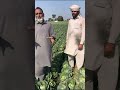 how to grow cabbage band gobi farming and harvesting seedling farming agriculture