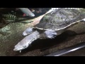 ヒラリーカエルガメは割と早く泳ぎます。　hillary frog turtles swim faster and split.