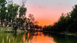 Murray Cod Fishing, great surface strikes on the Coddog Surface Lures