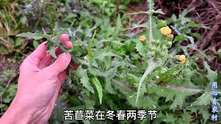 “苦苣菜”在嫩绿的季节，当野菜吃营养丰富，遇见后你会采摘吗？