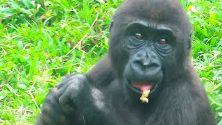 小金剛Ringo吃玉米超可愛Ringo is so adorable eating corn#金剛猩猩#gorilla