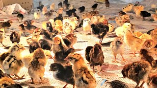 अंडी उबवनी केंद्र l Poultry पिले मिळन्याची ठिकाणे l