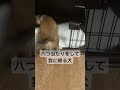 本性晒し出してる笑なんか気まずい… 犬 犬動画 動物 八つ当たり