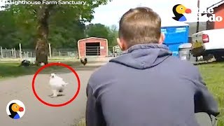 Chicken Greets Guy with Hug EVERY DAY  | The Dodo