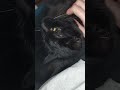 sweet cat is happy to be with mom 🐈‍⬛🥰🐈‍⬛ cute kitty cuteecats shorts relaxing love wholesome