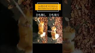 犬のひもトレ