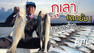 แดกยับปลากุเลากลางอ่าว เหลือเชื่อกลางอ่าวปลาเยอะมาก | ปลาทะเล | BJTL JOMTALUY