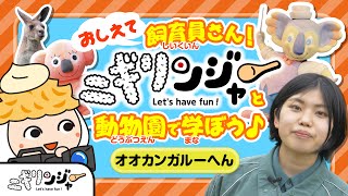 教えて飼育員さん！横浜市立金沢動物園でニギリンジャーと学ぼう〜オオカンガルー編〜 動物園から動物クイズもあるよ🍙カンガルーの赤ちゃんの動画は注目です♪目指せ！動物博士！｜知育｜アニメ｜子供向け｜