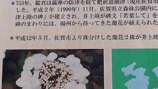 静岡 お墓 三島市 三回忌までにお墓を移転したいのですが