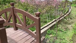 （台中烏日）芬園花卉生產休憩園區 免門票賞櫻餵魚 親子遊憩好景點