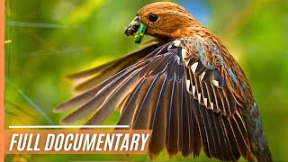 A Journey Through the Magical Wildlife of Chile |  Documentary