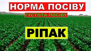 Яка Норма висіву ріпаку?Густота висіву ріпаку.Скільки потрібно кілограм ріпаку на гектар?