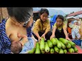 Harvesting Vinh oranges to sell. the daily life of flowers