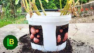 How to grow potatoes in a bucket on the terrace. You don't need to have a garden