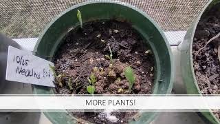 Plant Propagation Portfolio