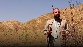 Restoring forests in Afghanistan