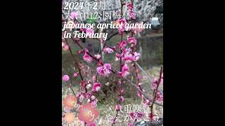 【2024年2月 大倉山公園梅林の梅の種類】japanese apricot garden in February