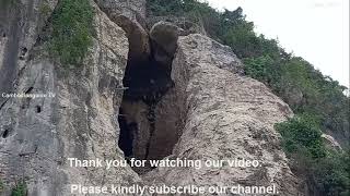 Phnom Sampov Bat Cave , Million bats exit the cave , every sunset , Battambang province