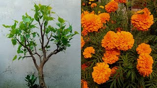 আমার বনসাই ও কিছু ফুলের গাছ।My bonsai and some flowering plants