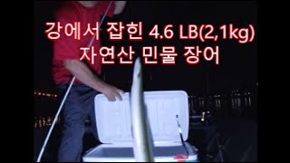 강에서 잡힌 4.6LB(2.1kg) 자연산 민물 장어.#장어낚시