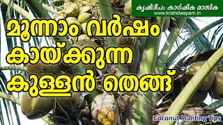 മൂന്നാം  വർഷം കായ്ക്കുന്ന   കുള്ളൻ തെങ്ങ് | Coconut Cultivation Farming