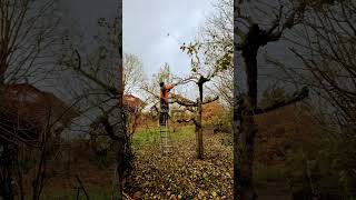 First Winter Pruning of an Apple Tree by a German Arborist! #germany #treecare #treecutting