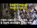 호랑이가 멧돼지를 사냥하고 있습니다 산림의 지배자와 산속의 폭군 두 최상위 포식자들의 엄청난 전투