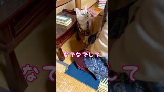 【猫和尚】お参り後のご褒美　#猫 #猫動画 #cat #cute