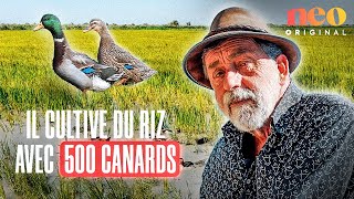 Bernard, le précurseur de Camargue, cultive du riz 100 % biologique grâce à des canards