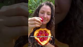 Gac fruit from Vietnam growing in Florida 😳 #gacfruit #fruit #shorts #shortsvideo