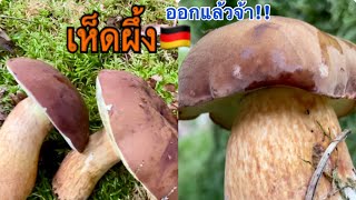 EP2#เก็บเห็ดผึ้งดำที่เยอรมัน(เห็ดผึ้งเกาลัด) เห็ดแรกออกแล้ว🍄🍄 ขุมทรัพย์ท้ายหมู่บ้าน ดูเอาเพลินจ้า